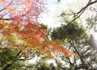 【参加者募集】世界遺産春日山原始林観察会「秋の原始林を楽しもう！」