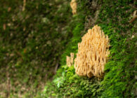 【参加者募集】5/9(土)<br />春の原始林ウォーク お気に入りをみつけよう!